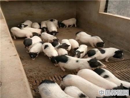 湖北蛋鸭养殖方法 - 中国养殖网