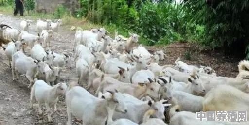养殖羊一般喂多久可以卖 - 中国养殖网