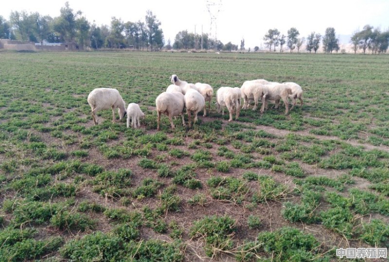 羊场养殖基地标志图片 - 中国养殖网