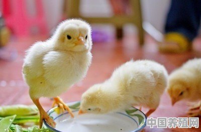 水鸡养殖视频 - 中国养殖网