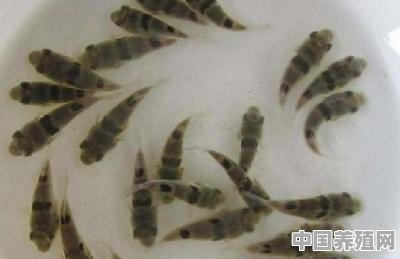 小鱼金鱼怎么养殖的 - 中国养殖网