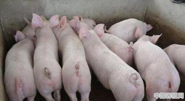宜宾大白猪养殖事项清单 - 中国养殖网