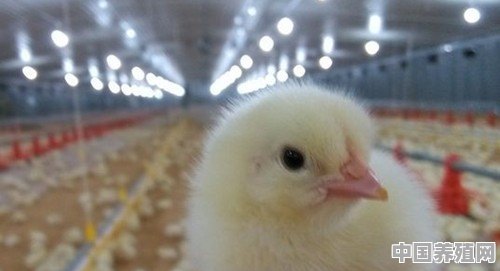 小鸡剪嘴能不能死 - 中国养殖网