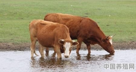 牛养殖疾病与防治方法 - 中国养殖网