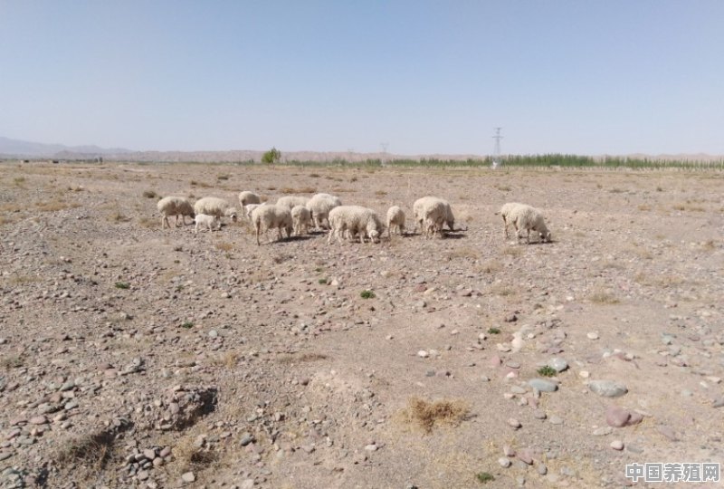 羊有哪两种养殖方式 - 中国养殖网
