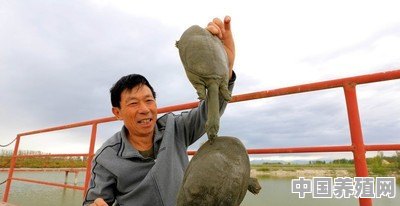 养殖业中小型甲鱼池需要晒台吗？为什么 - 中国养殖网