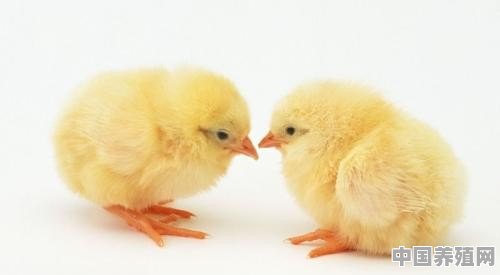 怎么养殖白公鸡视频 - 中国养殖网