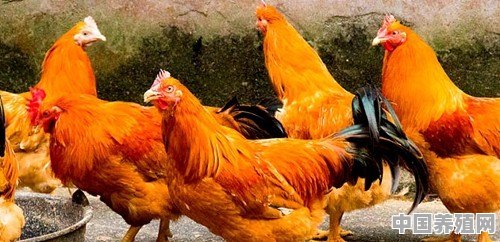 安春鸡多少钱一只下蛋的 - 中国养殖网