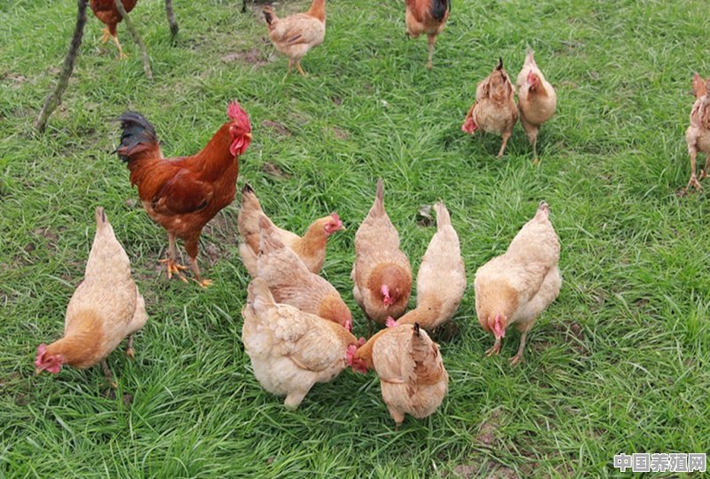 养殖鸡方法 - 中国养殖网