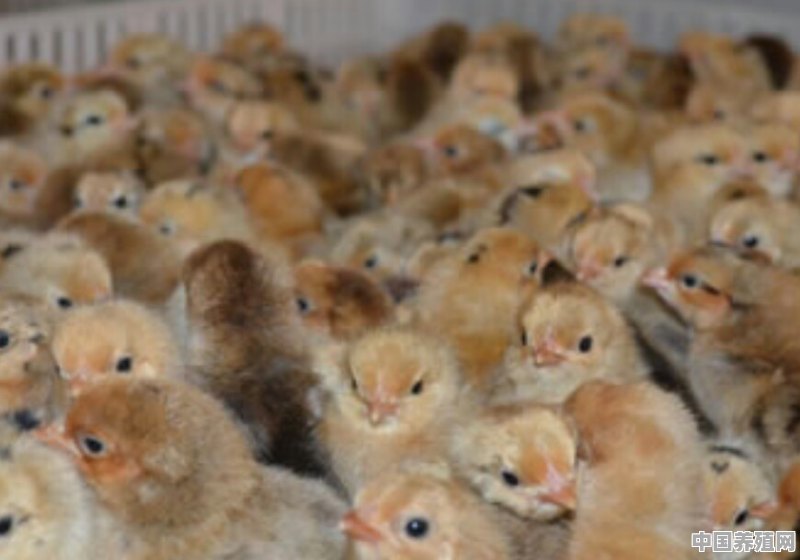 养鸡用药需要注意什么 - 中国养殖网