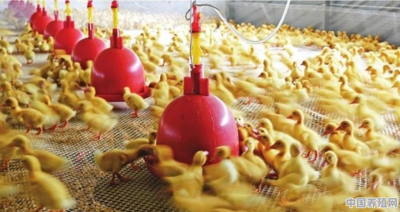 中国肉鸭产量排名 - 中国养殖网