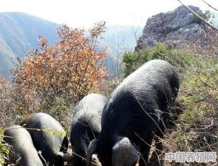 土猪散养殖方法有哪些 - 中国养殖网