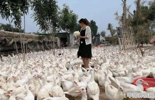 大花公鸭养殖方法 - 中国养殖网