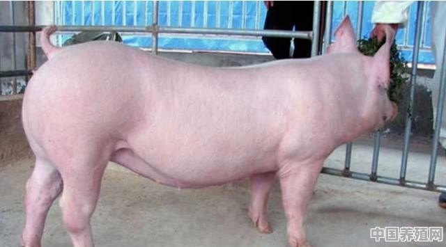 规模养殖猪的品种有哪些 - 中国养殖网