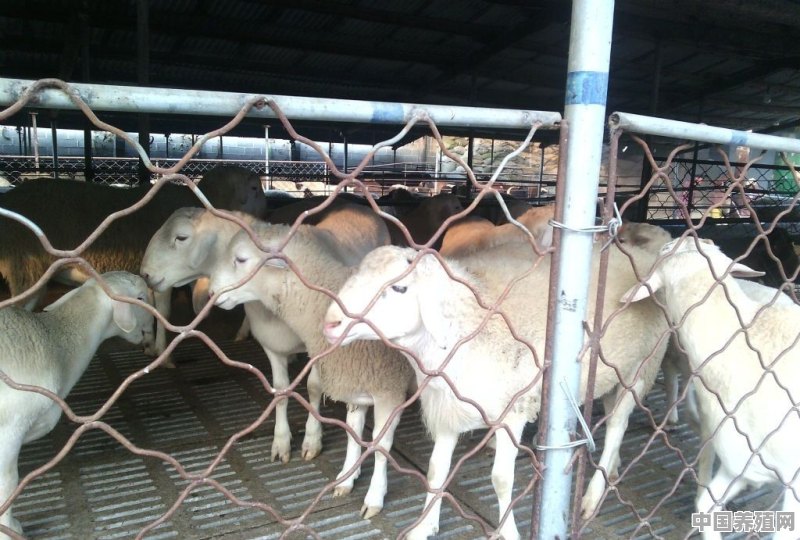 寄养羊费用 - 中国养殖网