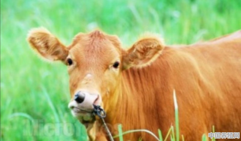 牛、羊是吃草会变得更壮还是吃别的会变壮 - 中国养殖网