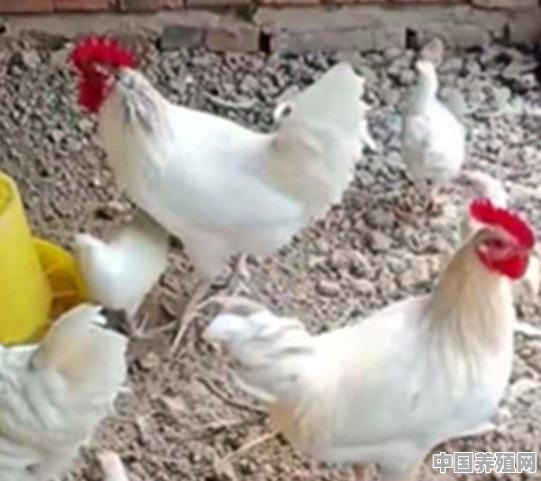 白鸡怎么养殖技术视频 - 中国养殖网