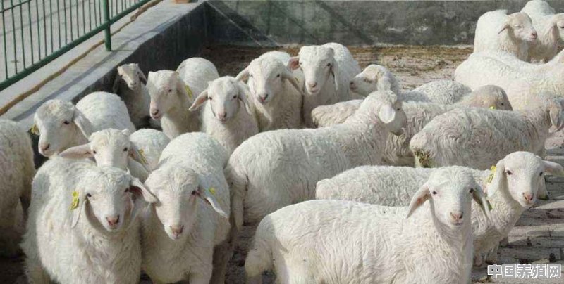 假如在农村里面养山羊，养100只要投入的成本有多大 - 中国养殖网