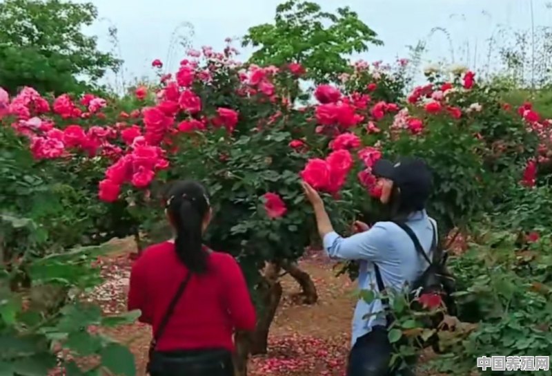 玫瑰花养殖收益怎么样 - 中国养殖网