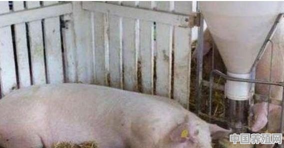 猪肺疫该怎样防治 - 中国养殖网
