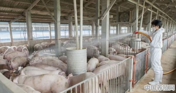 在外打工七千块一个月，家里有现成的猪舍可以一批养300头猪，做哪个选择好 - 中国养殖网
