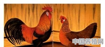 养殖鸡什么品种好 - 中国养殖网