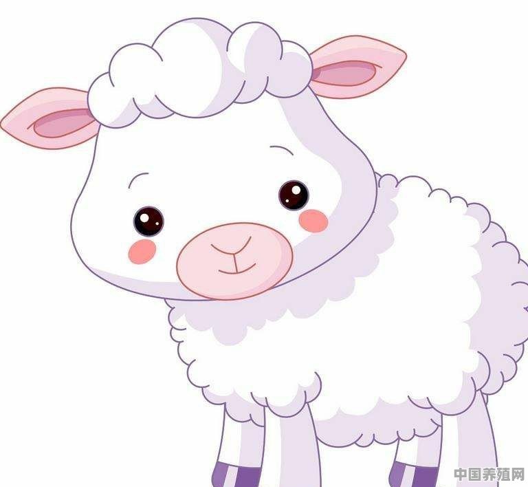 体重最大的羊排行榜 - 中国养殖网