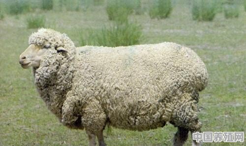 现在养殖什么羊最好卖 - 中国养殖网