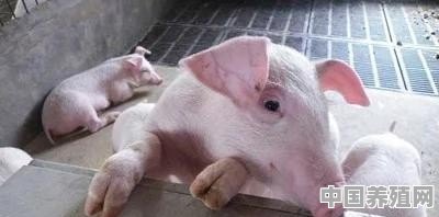 新疆荷兰猪养殖基地在哪 - 中国养殖网