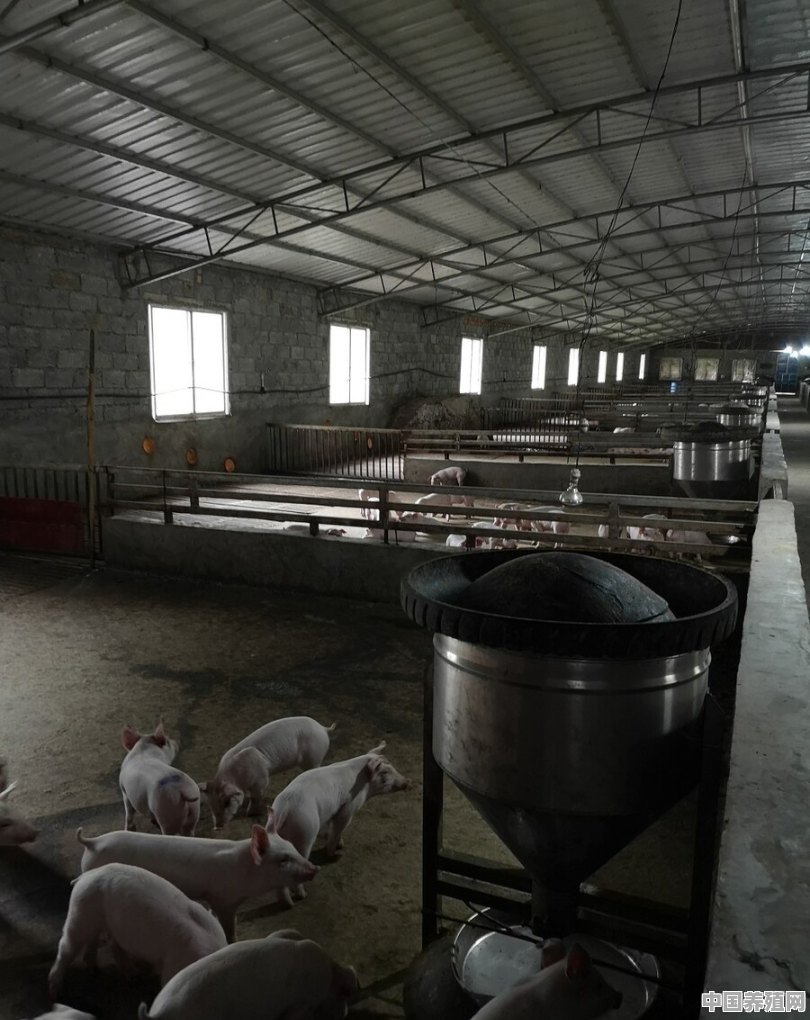猪是什么时候开始被广泛养殖了 - 中国养殖网