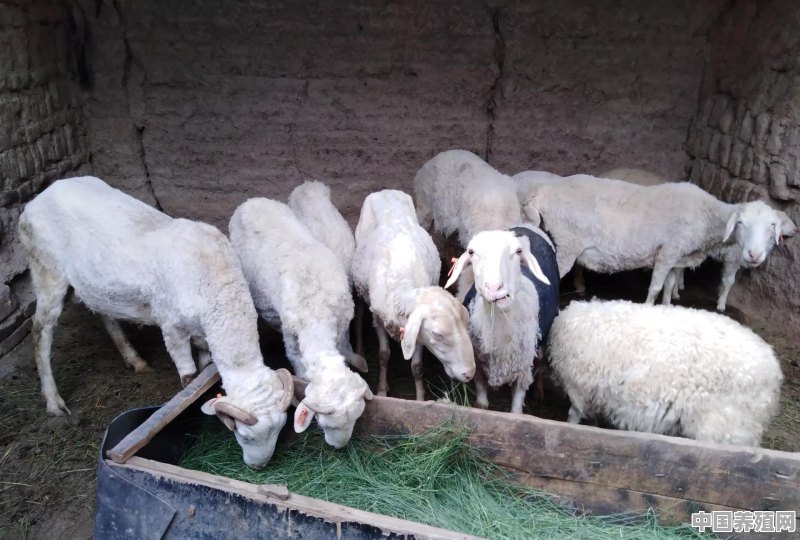 养殖羊棚对联大全 - 中国养殖网