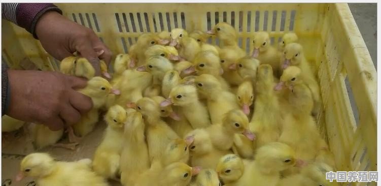 蛋鸭养殖怎么销售 - 中国养殖网