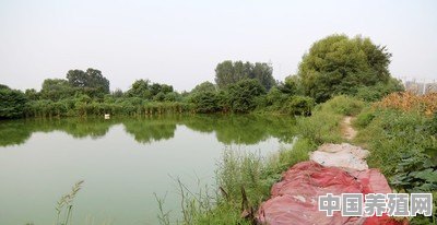 池塘如何养殖鱼类 - 中国养殖网