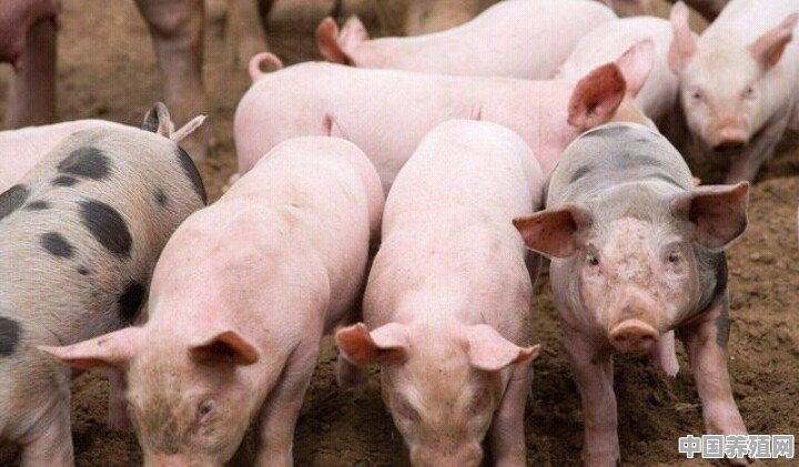 养殖土猪评论利润的句子 - 中国养殖网