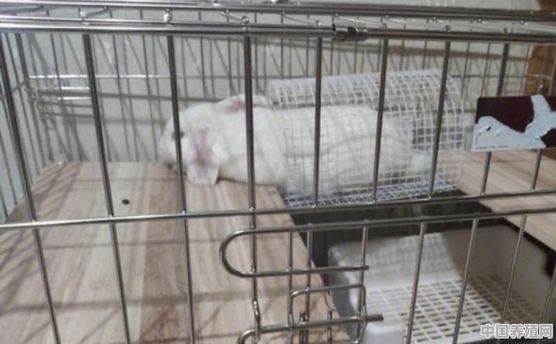 怎么养殖兔子笼子图片 - 中国养殖网