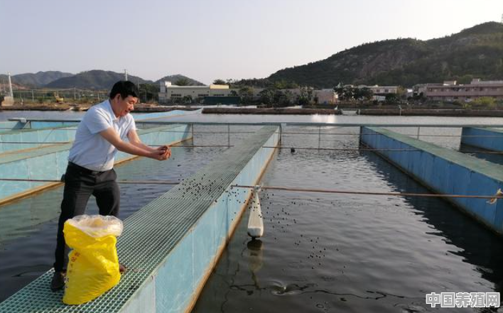 黑鱼养殖怎么喂食 - 中国养殖网