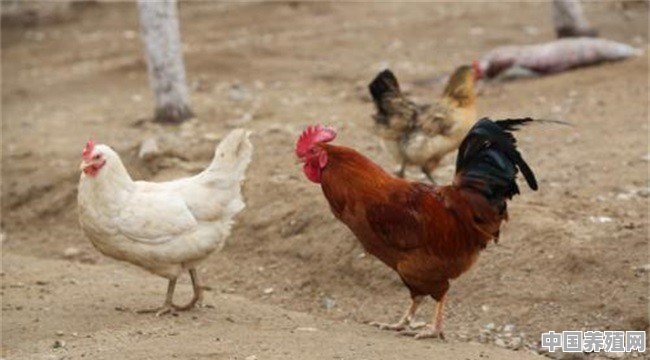 酒糟养殖鸡好吗视频 - 中国养殖网