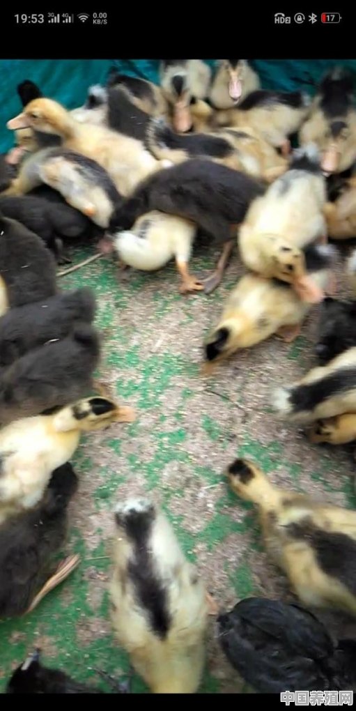 鸭雏怎么养殖技术视频 - 中国养殖网