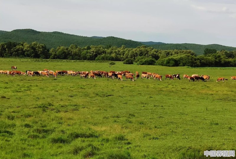 养3000头牛需要多大规模 - 中国养殖网