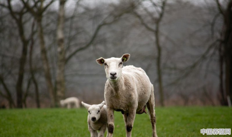 农村山区养殖什么羊好养活呢 - 中国养殖网