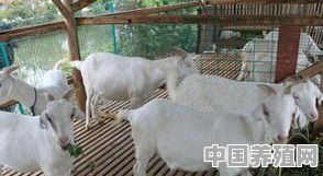 怎样养羊最简单 - 中国养殖网