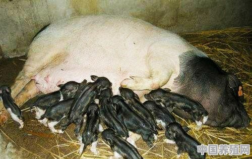 土猪的母猪养殖技术 - 中国养殖网