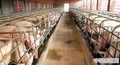 养猪场收入和成本的比例 - 中国养殖网