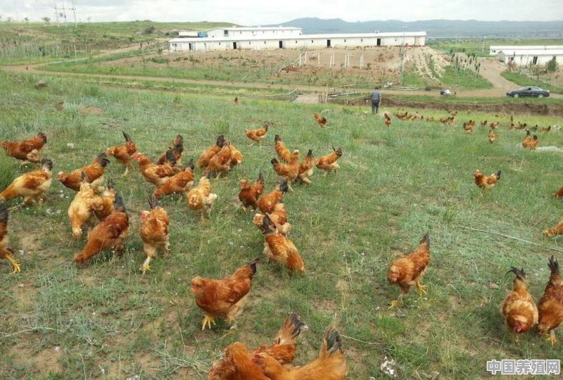 山地鸡养殖批发 - 中国养殖网