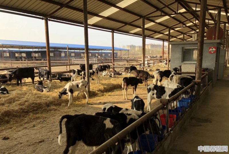牛养殖知识 - 中国养殖网