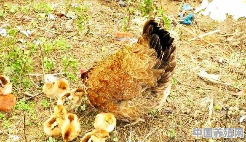 小鸡养多久可以吃 - 中国养殖网