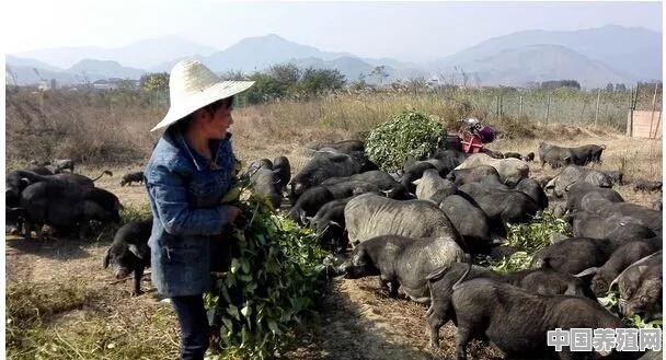 生态土猪养殖基地 - 中国养殖网