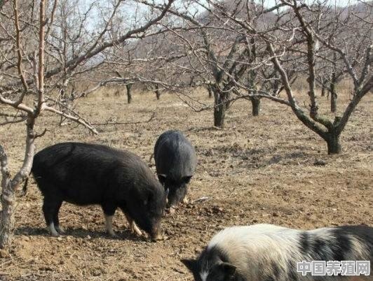 香猪养殖几天出栏啊 - 中国养殖网