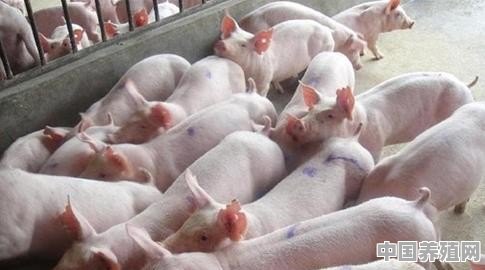 2020年农村庄里养猪还禁养吗 - 中国养殖网