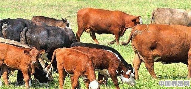 养牛有补贴吗 - 中国养殖网